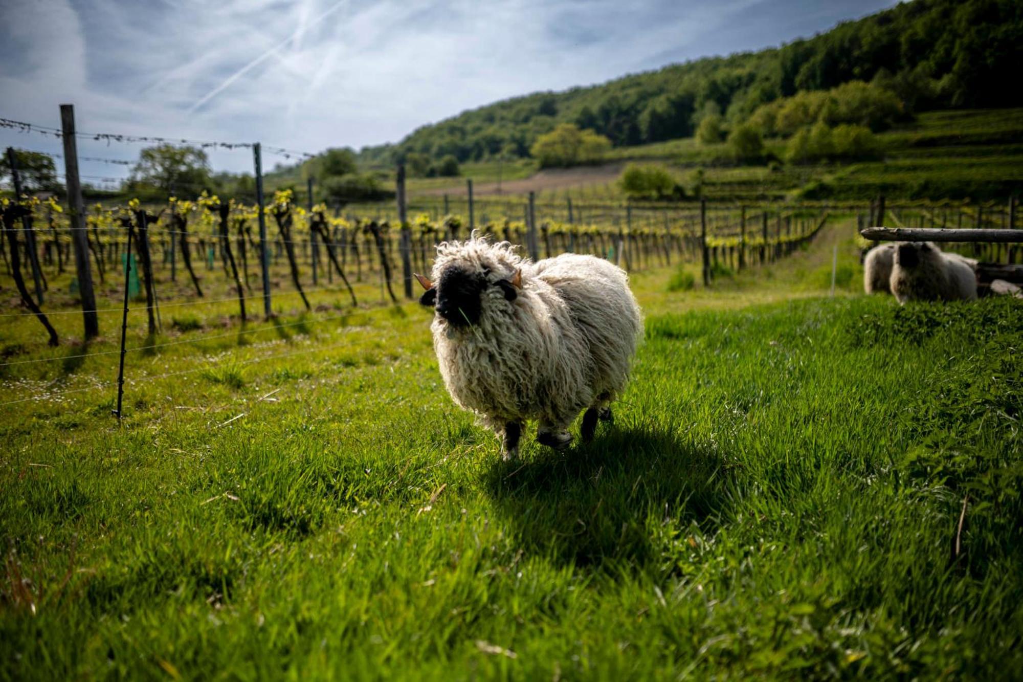 Weingut Jakob'S Ruhezeit Mautern Exteriér fotografie