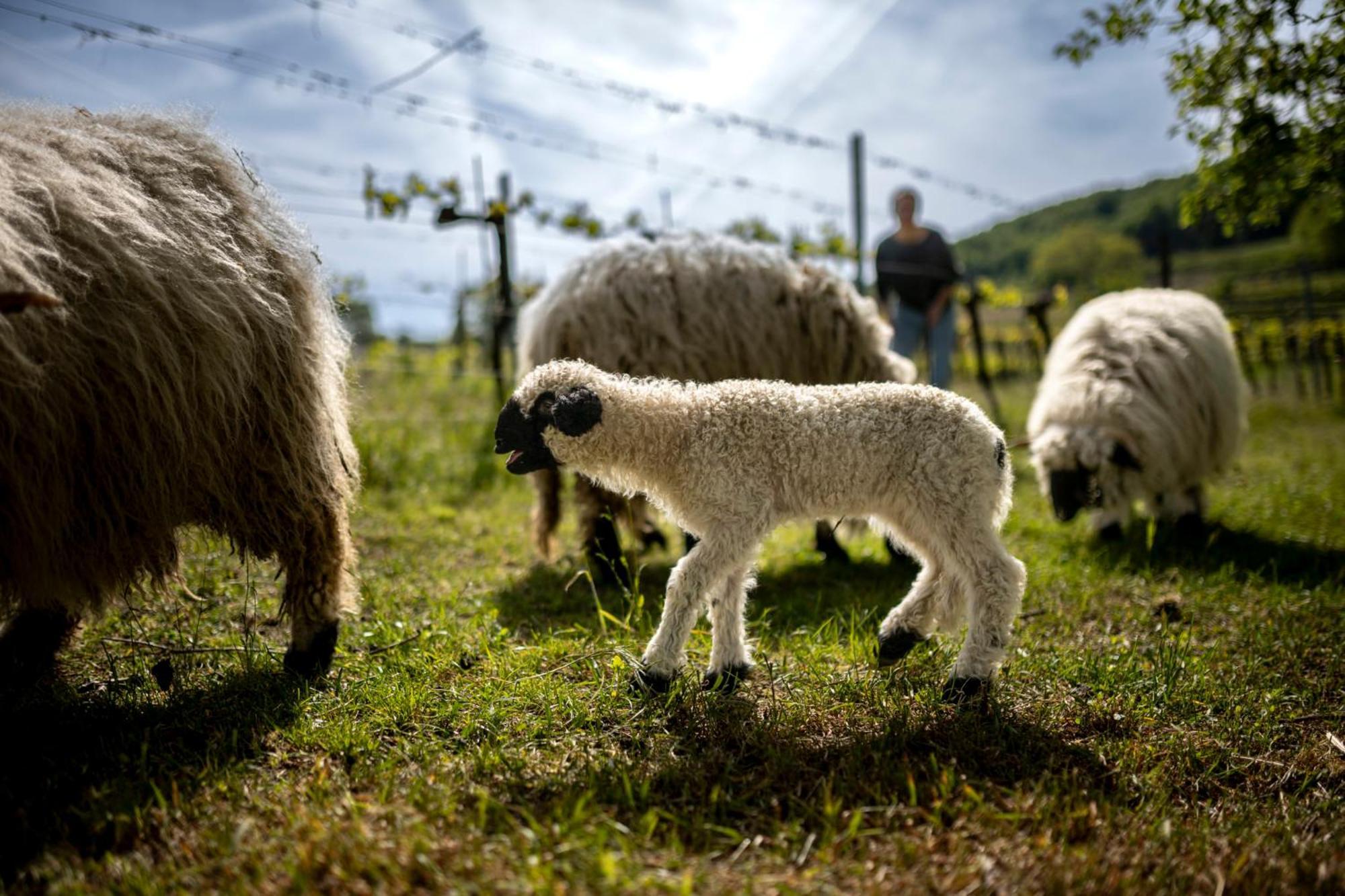 Weingut Jakob'S Ruhezeit Mautern Exteriér fotografie