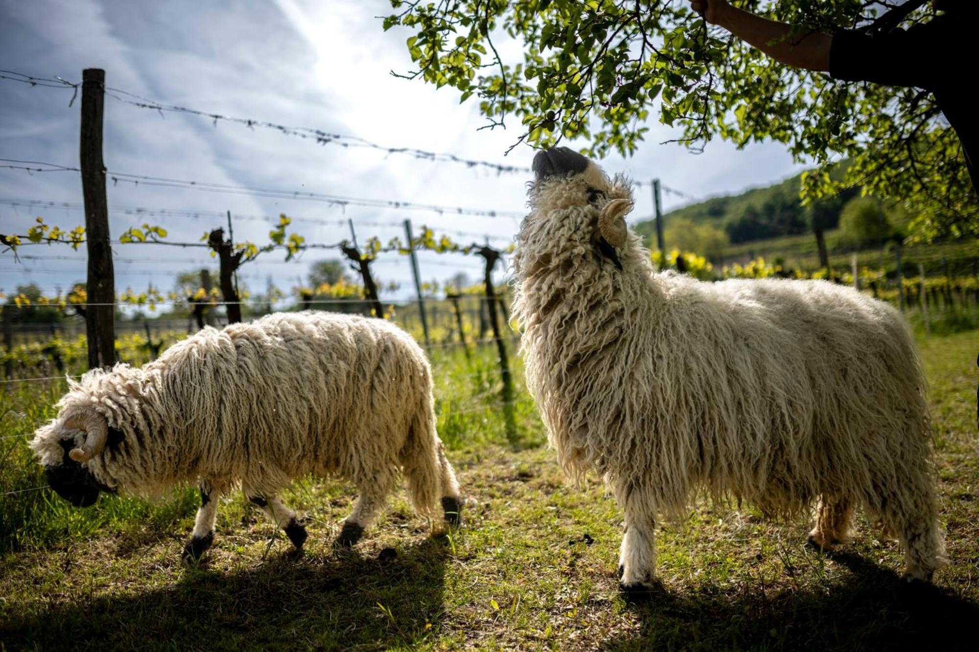 Weingut Jakob'S Ruhezeit Mautern Exteriér fotografie